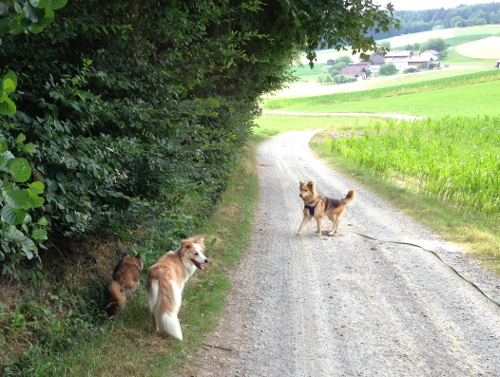 feli_14jul2013