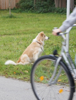 gingerBH2011g